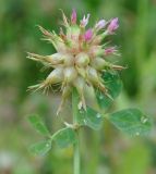 Trifolium spumosum. Соцветие. Республика Кипр, окр. г. Лимасол (Λεμεσός), рудеральное местообитание недалеко от моря. 01.04.2019.