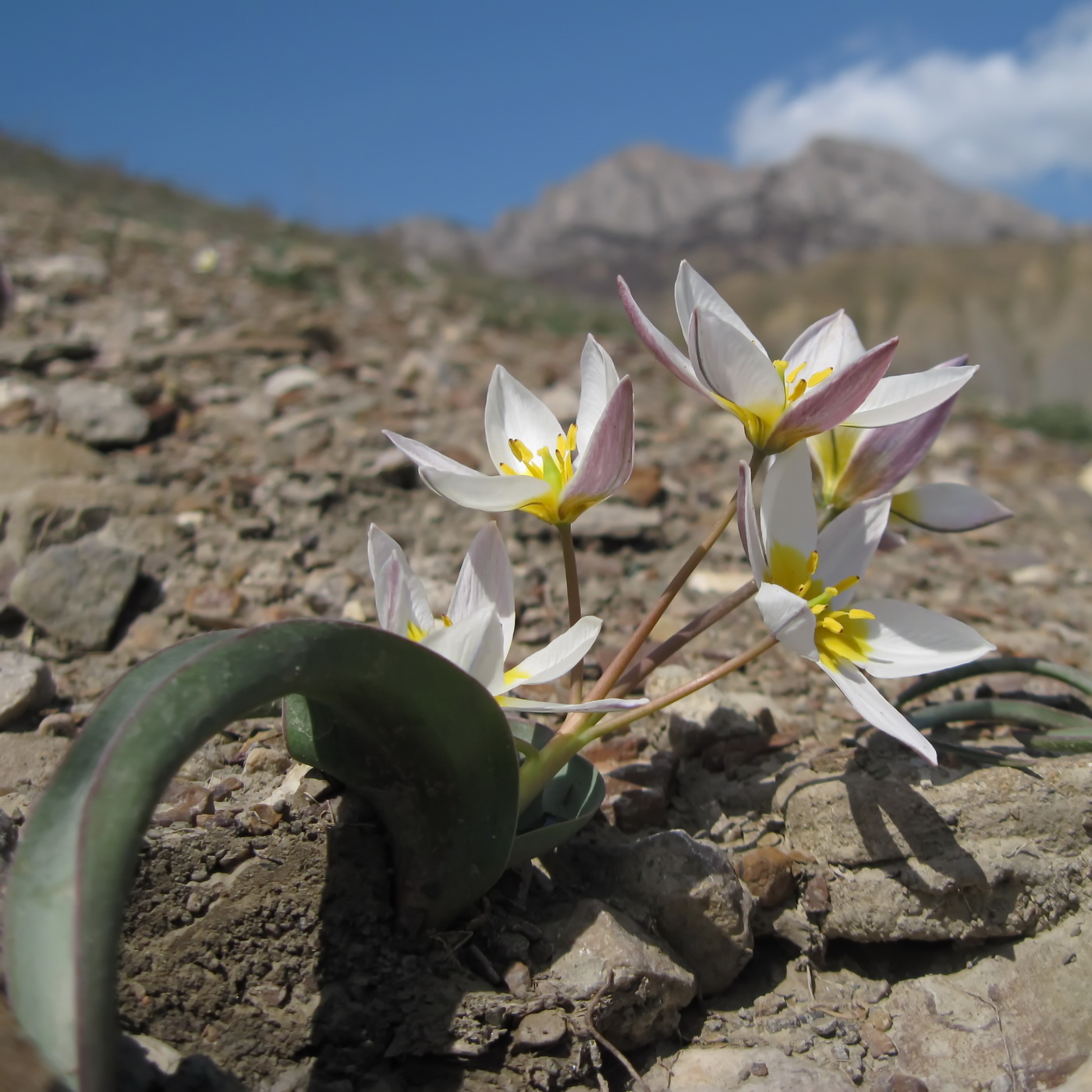 Image of Tulipa biflora specimen.