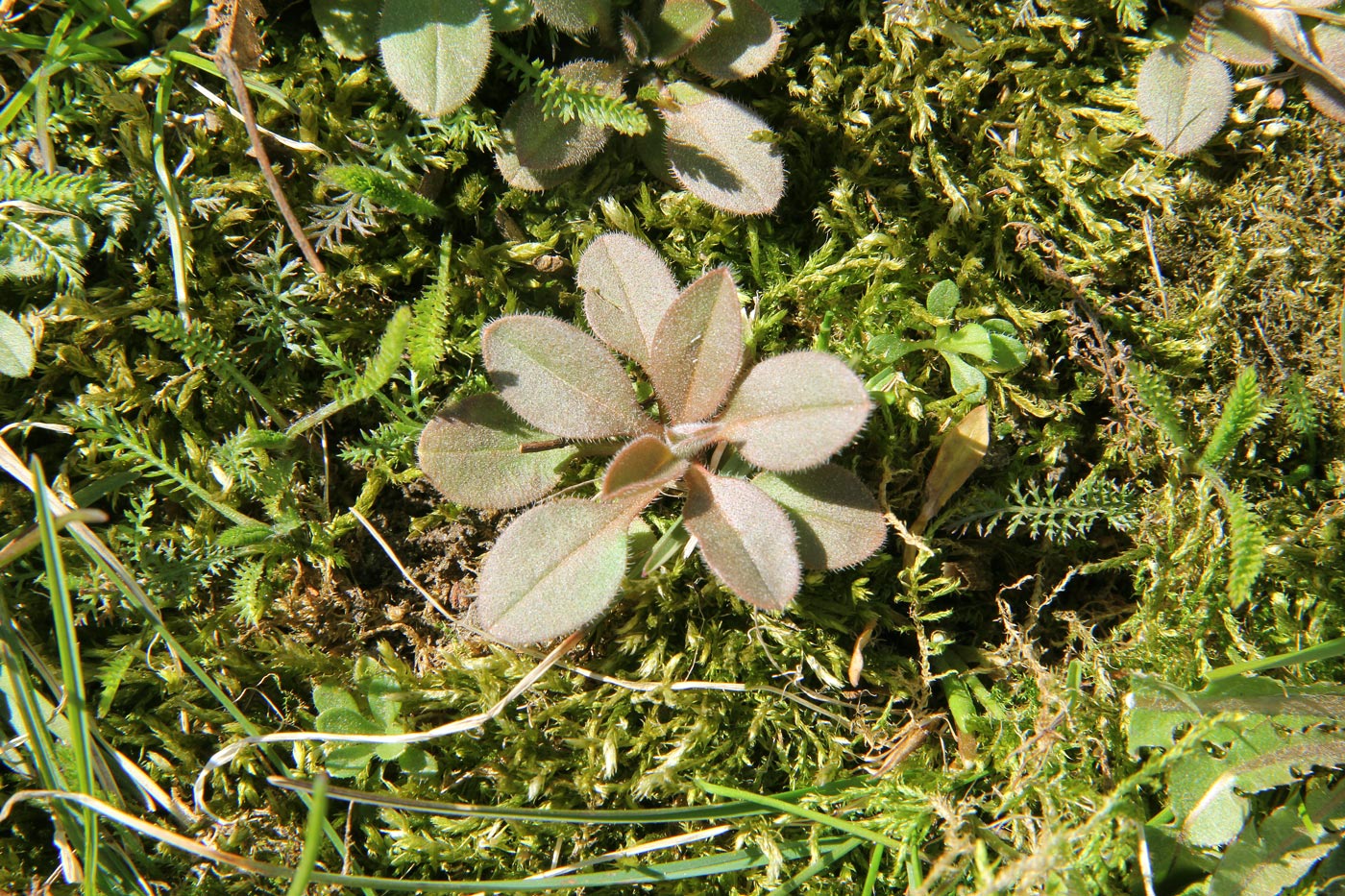 Image of genus Myosotis specimen.