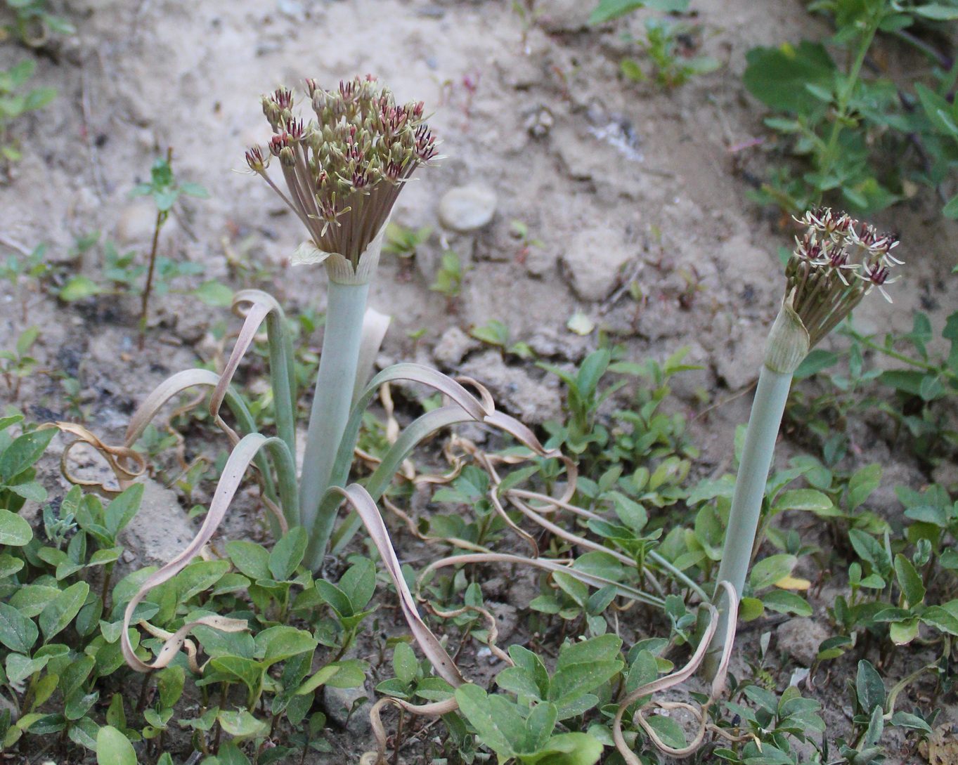 Image of Allium helicophyllum specimen.