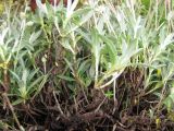 Helianthemum orientale