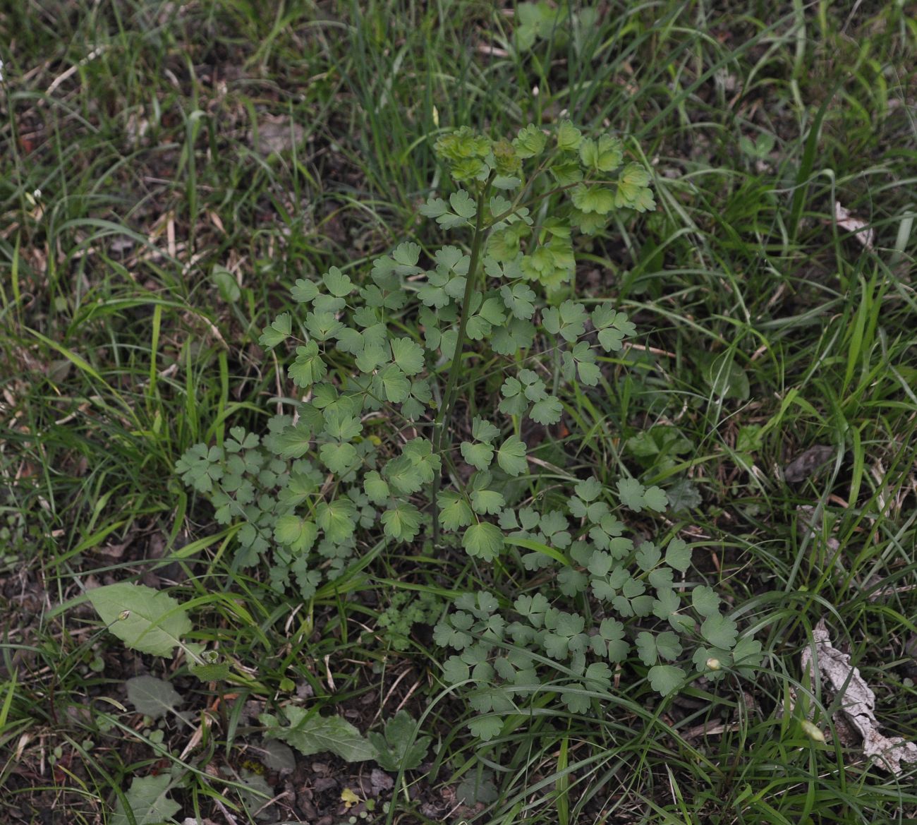 Image of Thalictrum minus specimen.