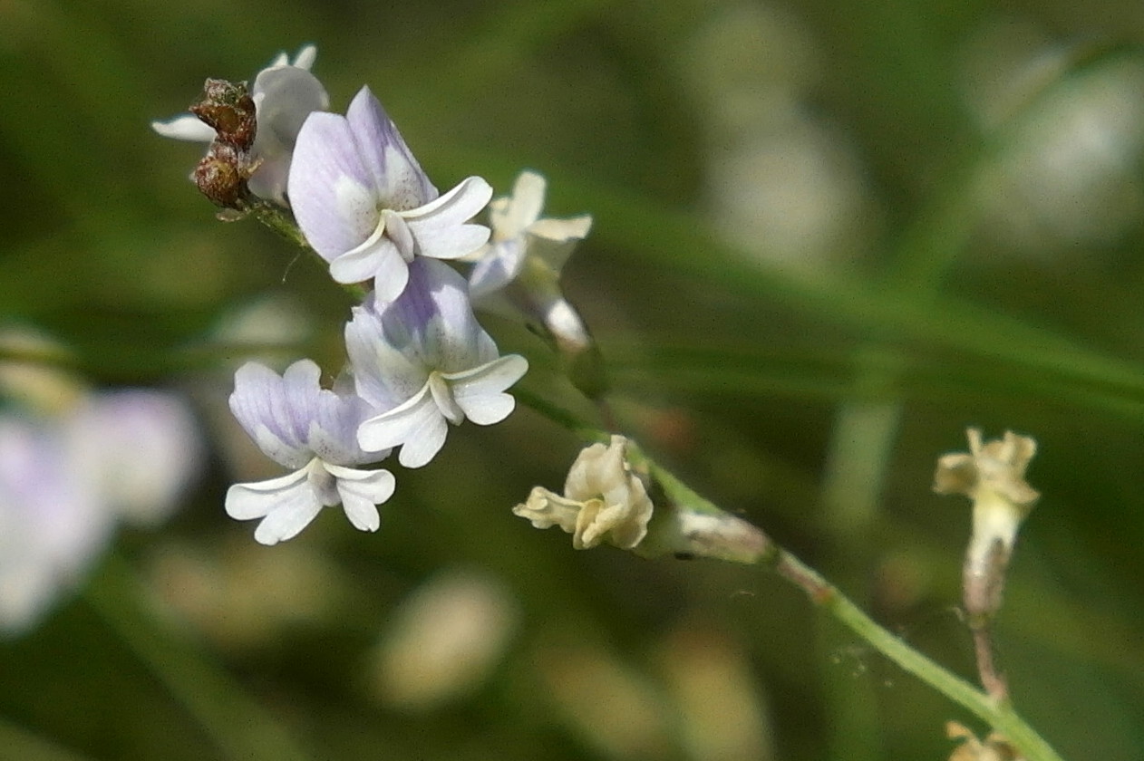 Изображение особи Astragalus austriacus.