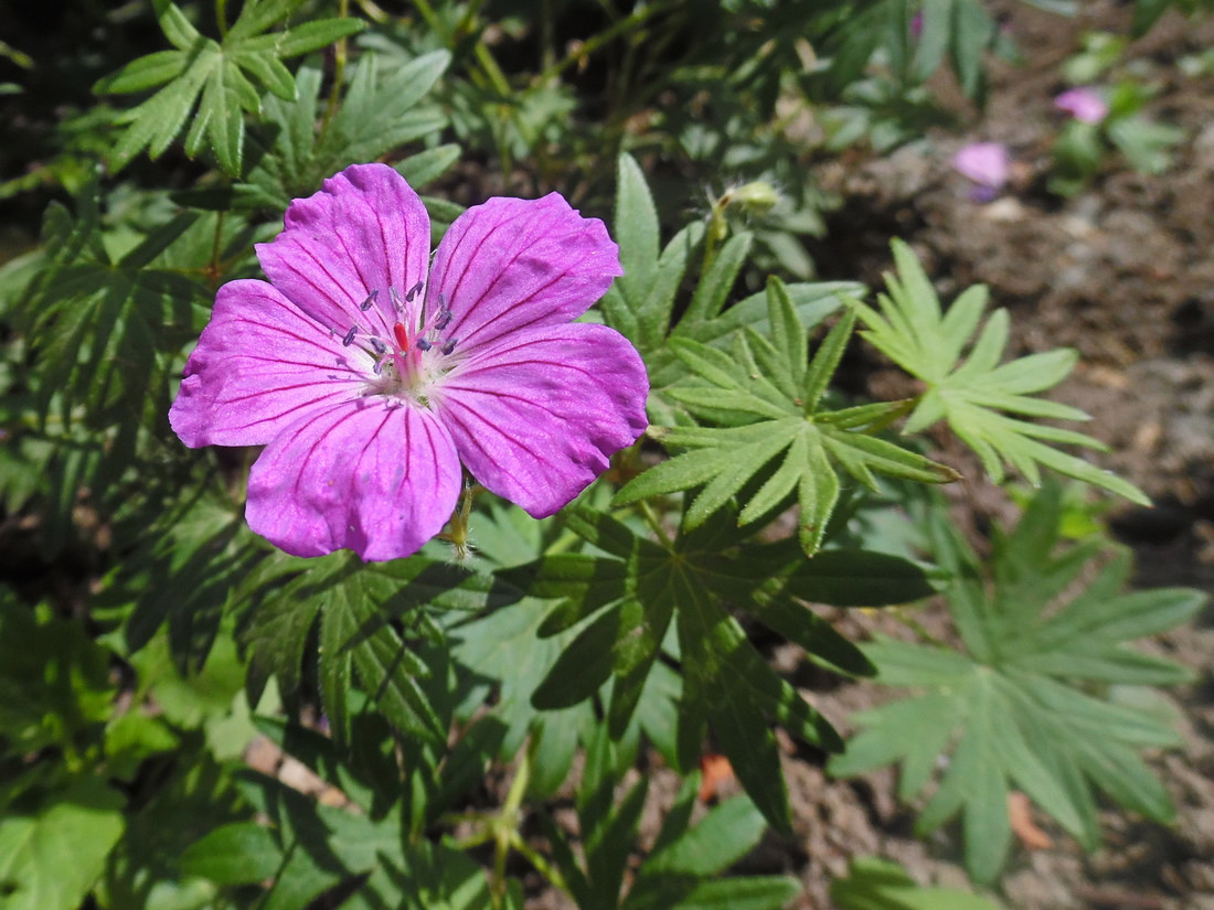 Изображение особи Geranium sanguineum.