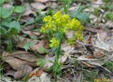 Euphorbia cyparissias