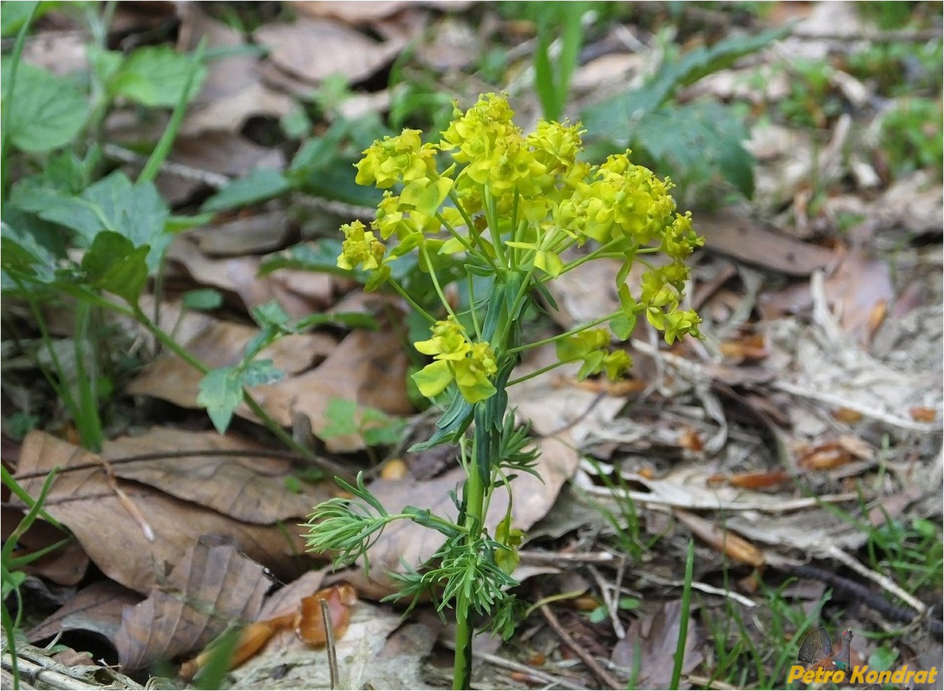 Изображение особи Euphorbia cyparissias.