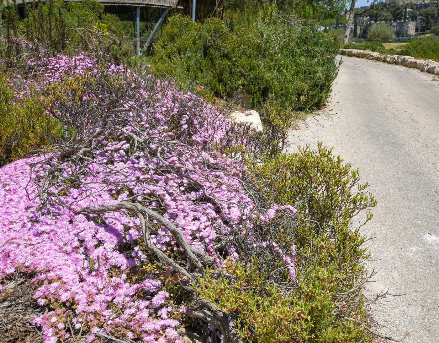 Изображение особи Drosanthemum floribundum.