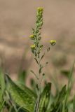 Alyssum turkestanicum variety desertorum. Верхушка цветущего и плодоносящего растения. Ростовская обл., Аксайский р-н, окр. хут. Александровка, степной склон. 28.04.2019.