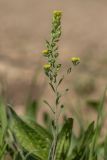 Alyssum turkestanicum разновидность desertorum. Верхушка цветущего и плодоносящего растения. Ростовская обл., Аксайский р-н, окр. хут. Александровка, степной склон. 28.04.2019.