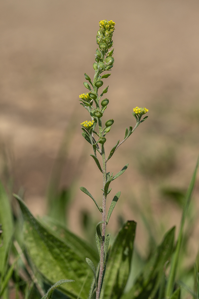 Изображение особи Alyssum turkestanicum var. desertorum.