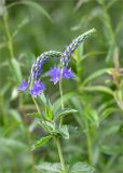 Veronica teucrium. Верхушка побега с соцветиями. Ленинградская обл., Волосовский р-н, окр. дер. Донцо, разнотравный луг в молодом мелколиственном лесу. 16.06.2019.