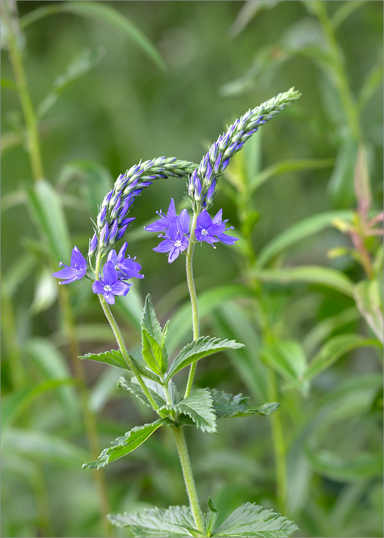 Image of Veronica teucrium specimen.