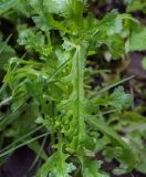 Senecio vulgaris