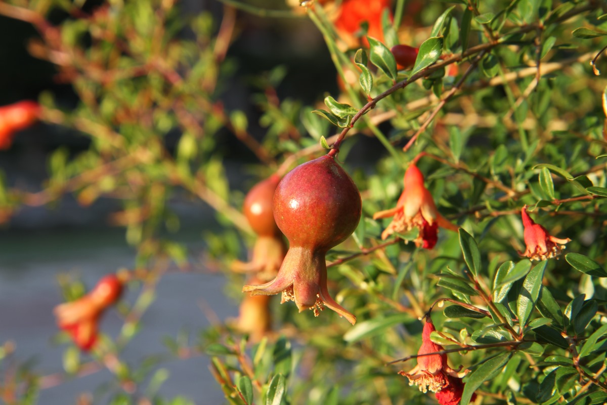 Image of Punica granatum specimen.