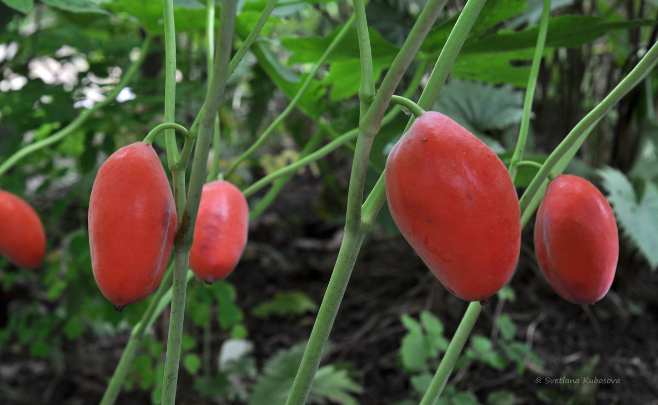 Изображение особи Sinopodophyllum hexandrum.