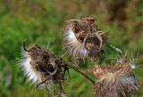 Cirsium vulgare. Соплодия (вид со стороны обёртки). Московская обл., гор. округ Озёры, долина р. Большая Смедова, луг на берегу реки. 15.09.2019.
