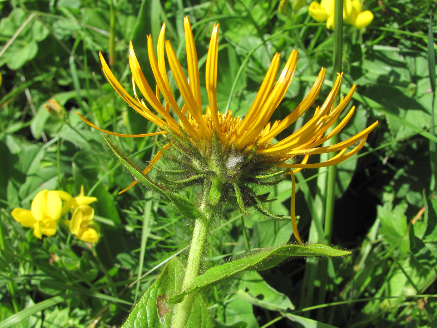 Изображение особи Inula grandiflora.