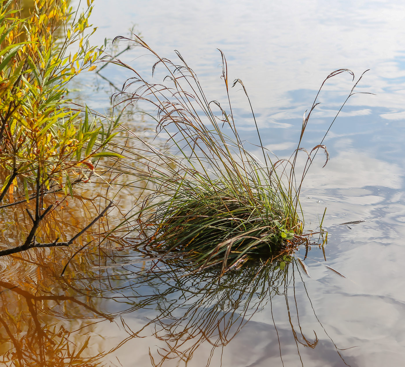 Изображение особи Carex acuta.