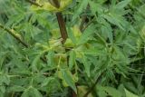 Agasyllis latifolia