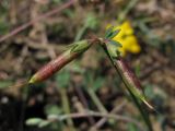 Lotus corniculatus