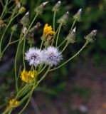 Crepis tectorum. Верхушка цветущего и плодоносящего растения. Пермский край, г. Пермь, Кировский р-н, суходольный луг. 22.07.2019.