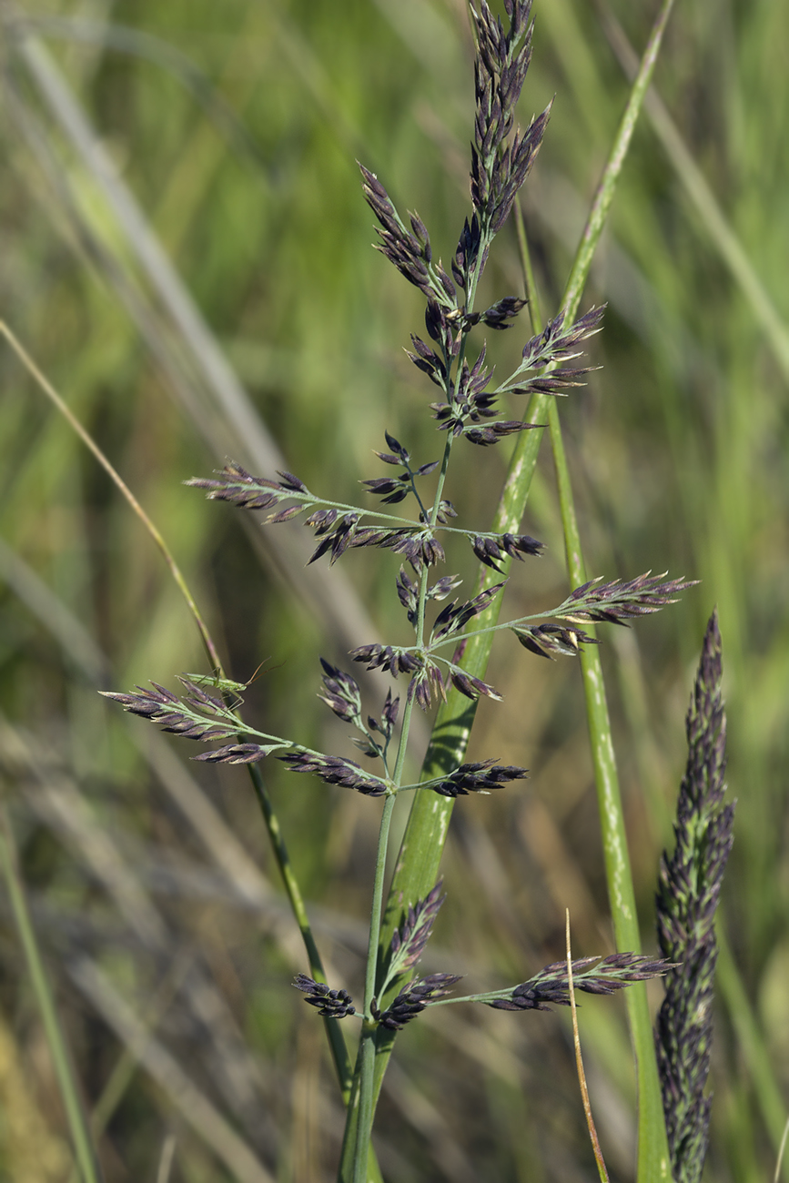 Изображение особи Calamagrostis inexpansa.