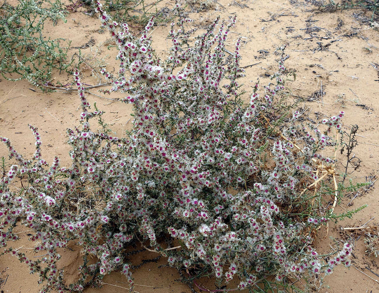 Image of genus Salsola specimen.