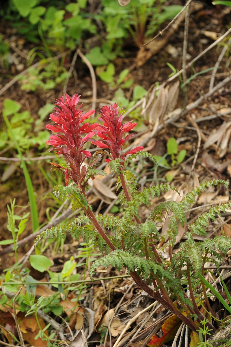 Image of Pedicularis densiflora specimen.