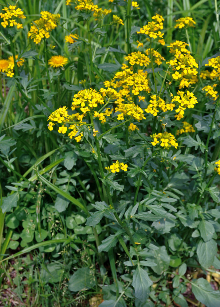 Image of Barbarea vulgaris specimen.