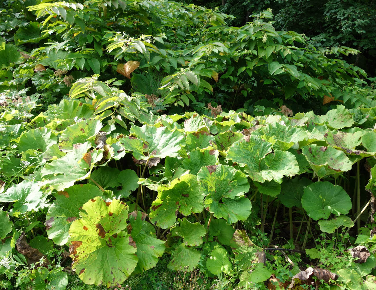 Image of Petasites amplus specimen.