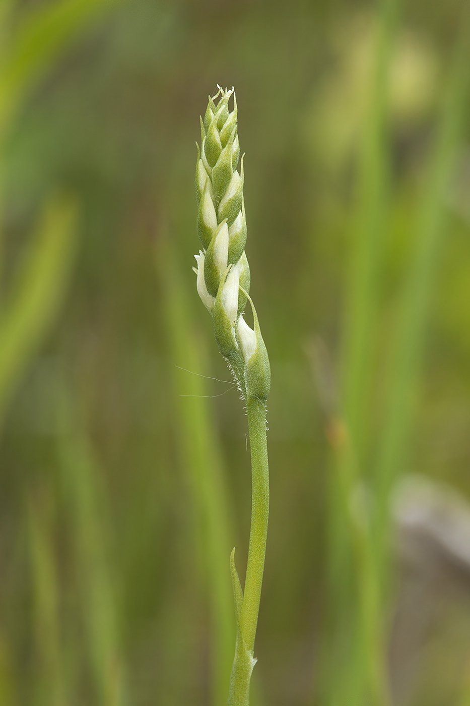 Image of Spiranthes australis specimen.