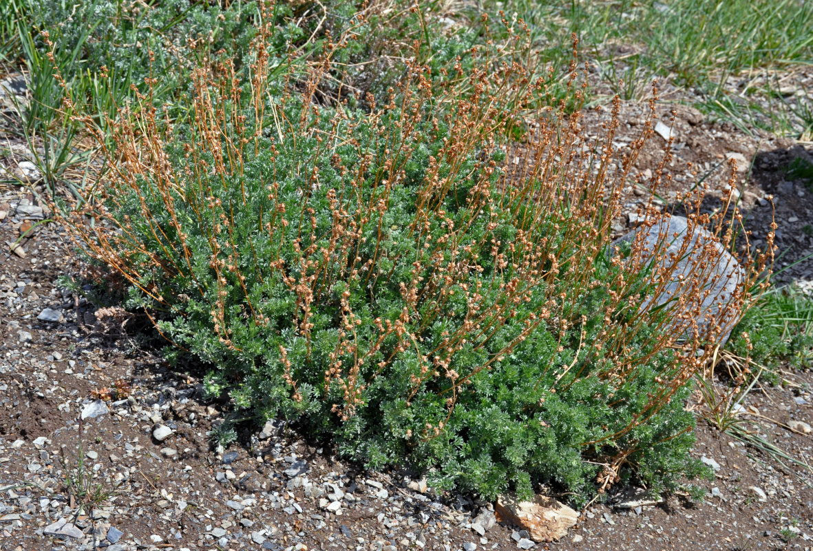 Изображение особи Artemisia frigida.