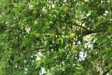 Maclura pomifera