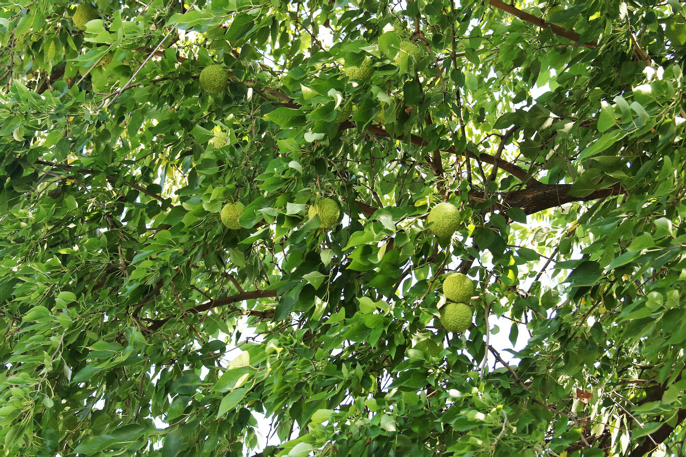 Изображение особи Maclura pomifera.