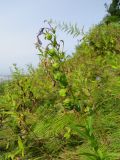 Lobelia sessilifolia