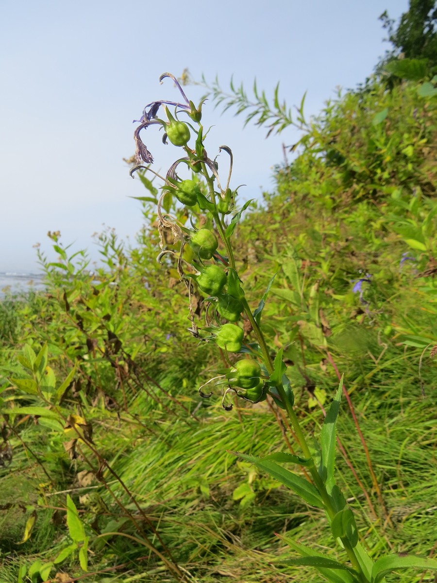 Изображение особи Lobelia sessilifolia.