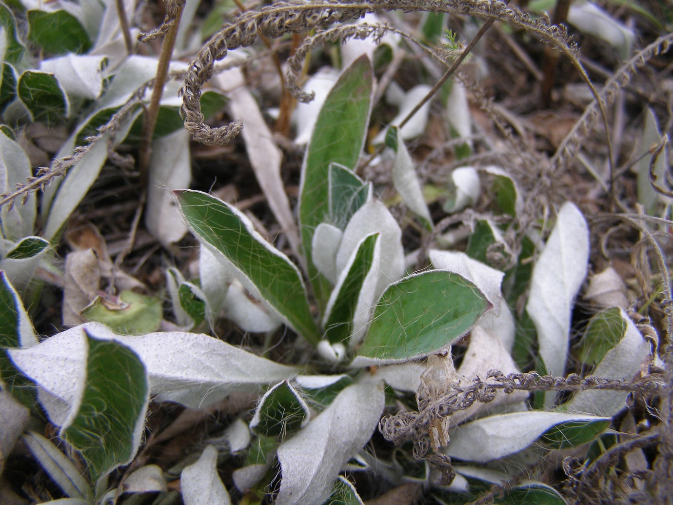 Image of Pilosella officinarum specimen.