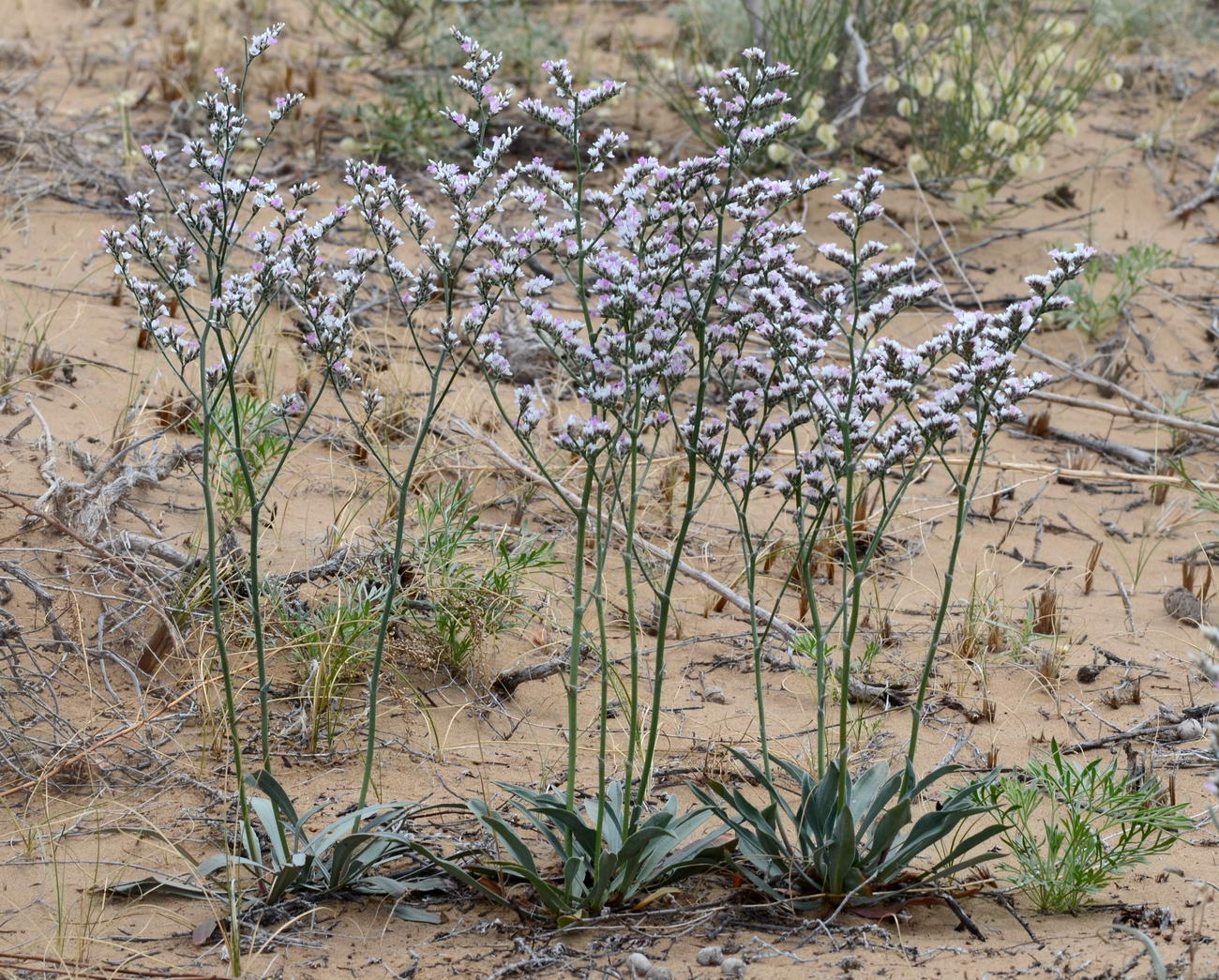 Image of Goniolimon callicomum specimen.