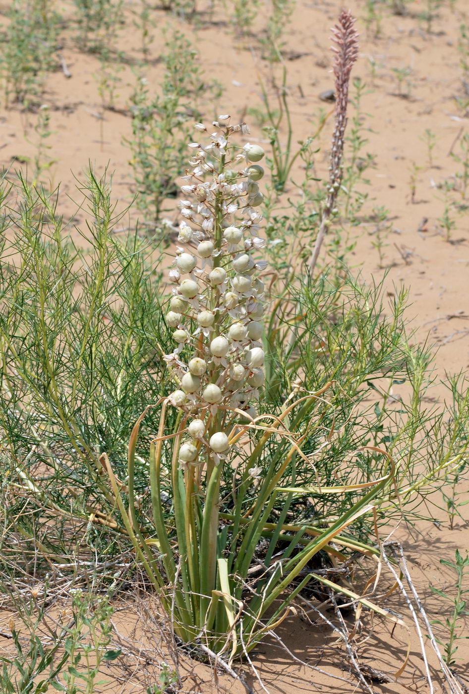 Изображение особи Eremurus anisopterus.