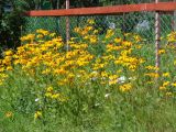 Rudbeckia hirta