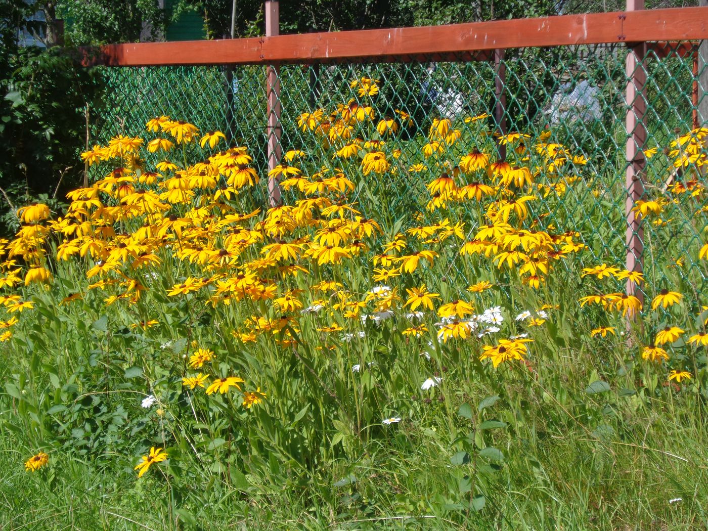 Image of Rudbeckia hirta specimen.