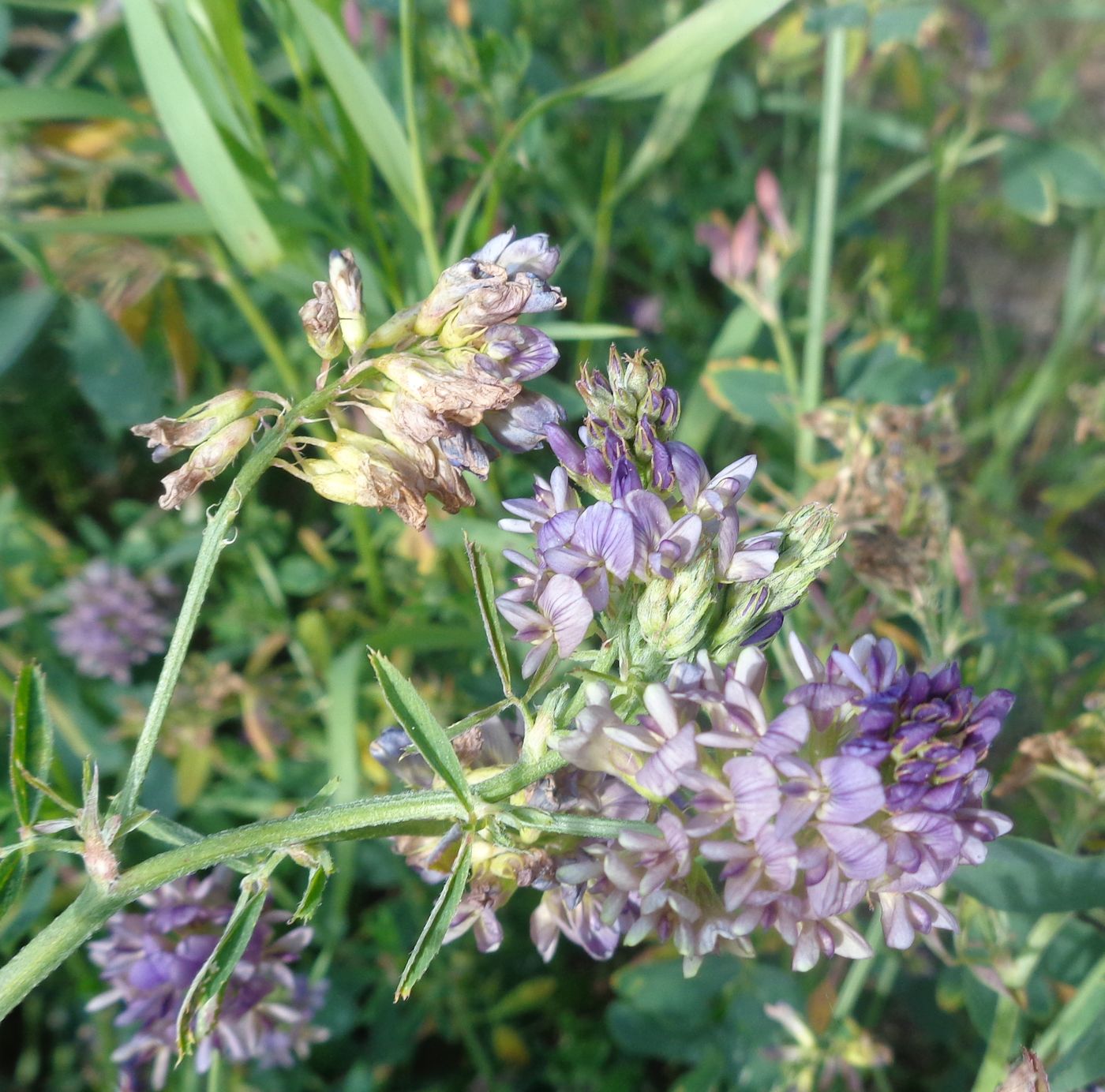 Image of Medicago &times; varia specimen.