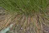 Festuca rupicola