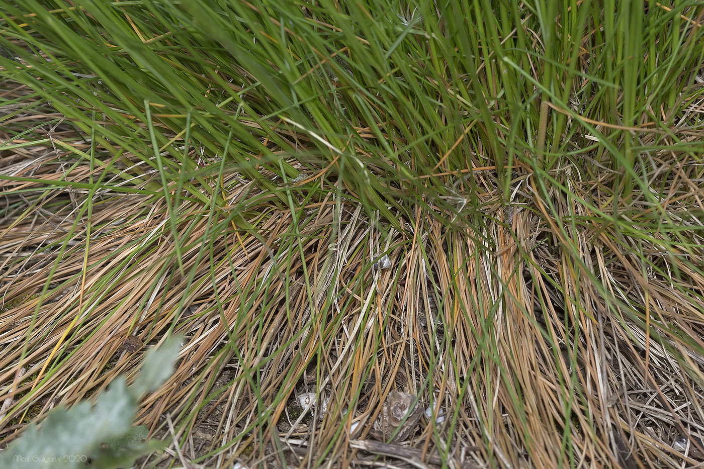 Image of Festuca rupicola specimen.