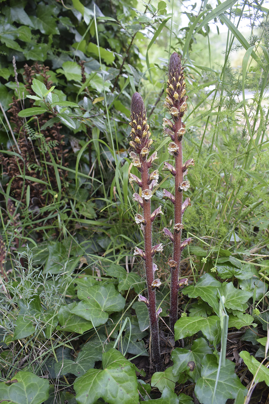 Image of Orobanche hederae specimen.