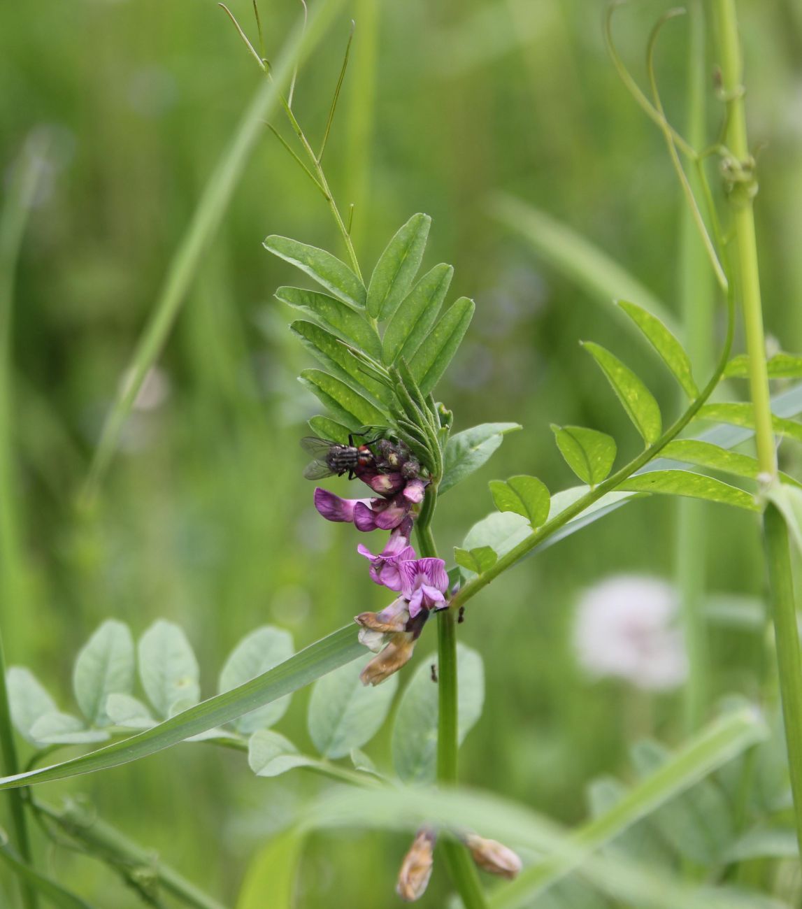 Image of Vicia sepium specimen.