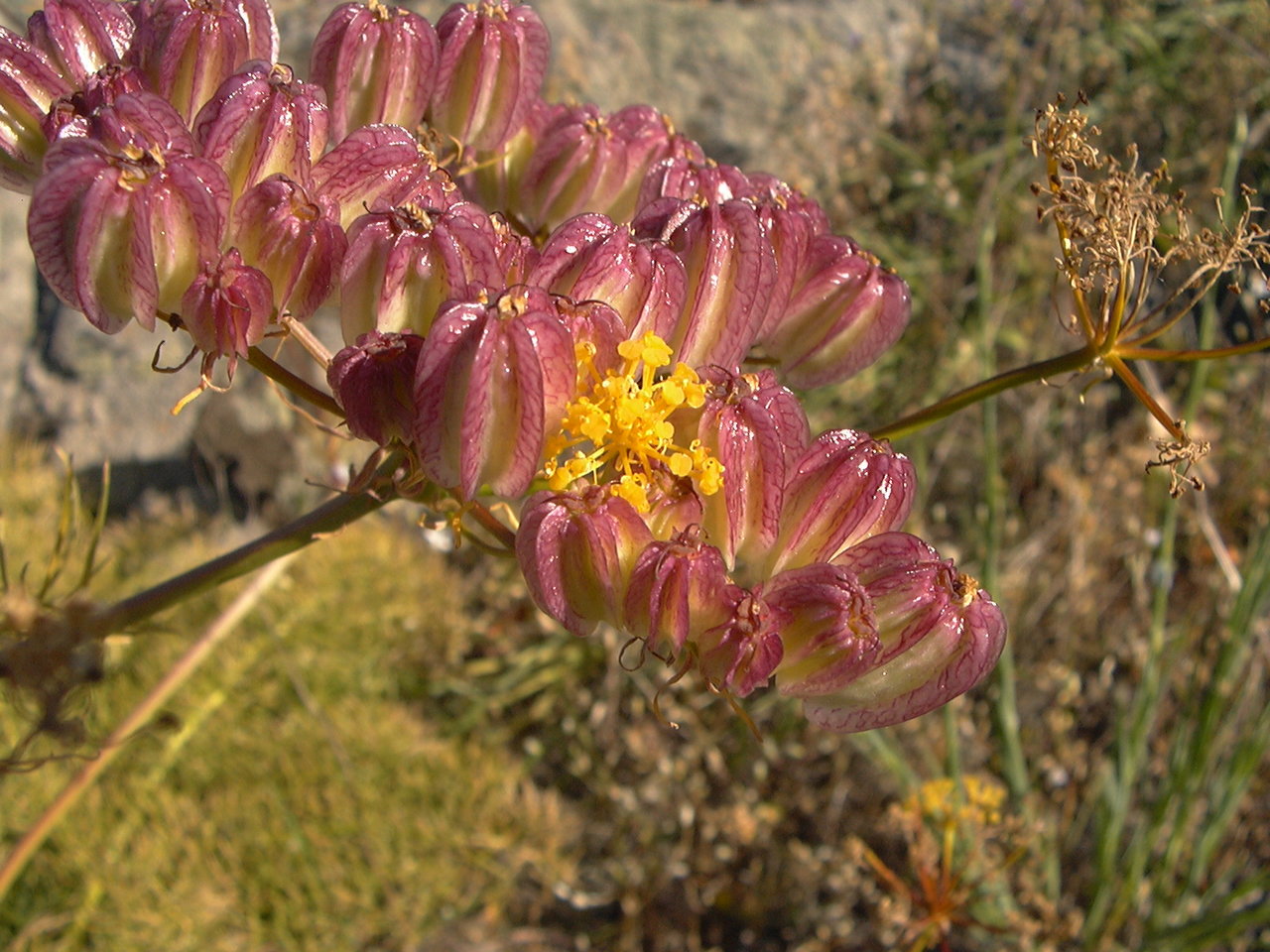 Image of Prangos ferulacea specimen.