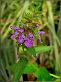 Stachys palustris