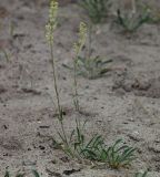 Silene borysthenica