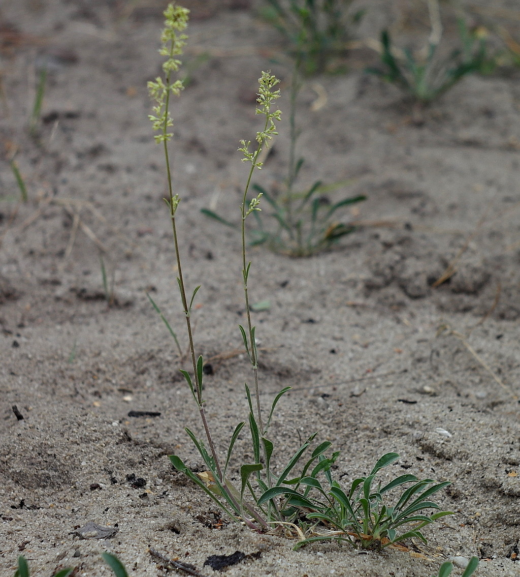 Image of Silene borysthenica specimen.